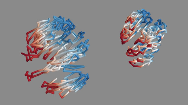 Aging shrinks chromosomes