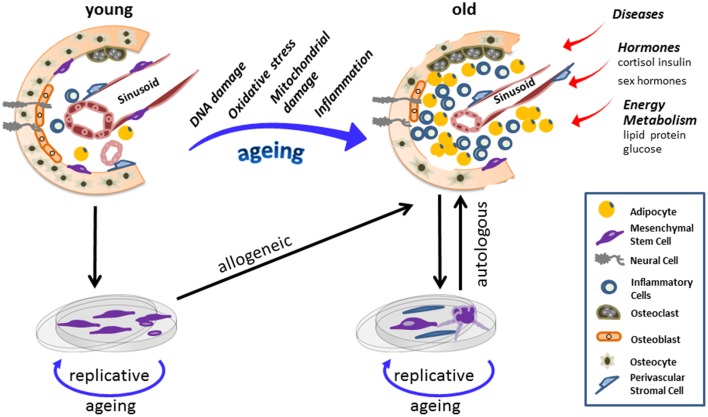 Patient-specific age: the other side of the coin in advanced mesenchymal stem cell therapy