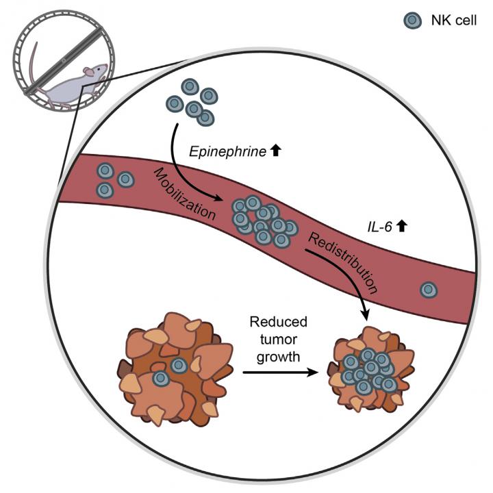 Running helps mice slow cancer growth