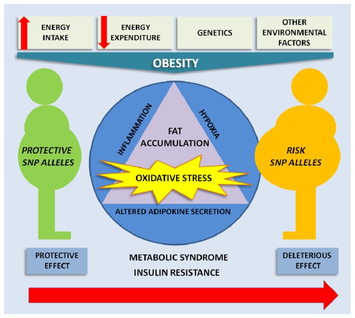 Genetics of Oxidative Stress in Obesity