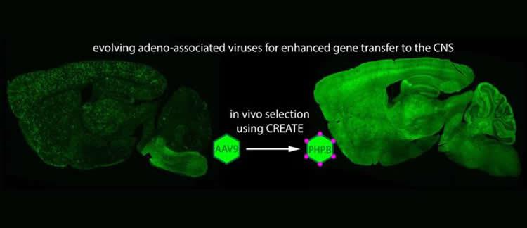 aav9-virus-genes-bbb