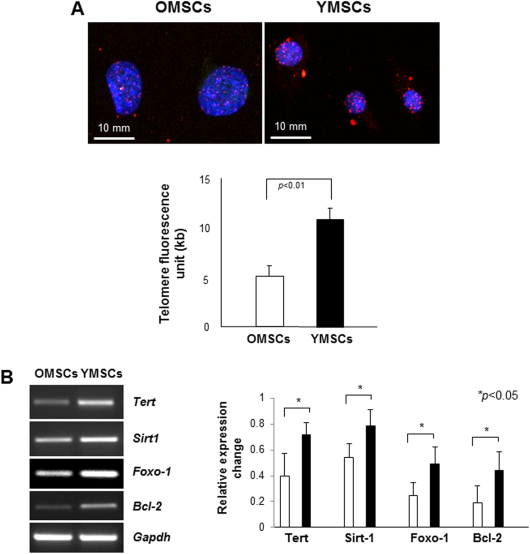 Abrogation of age-induced microRNA-195 rejuvenates the senescent mesenchymal stem cells by reactivating telomerase