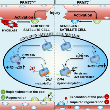 PRMT7 preserves satellite cell regenerative capacity