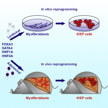 Direct Reprogramming of Hepatic Myofibroblasts into Hepatocytes In Vivo Attenuates Liver Fibrosis