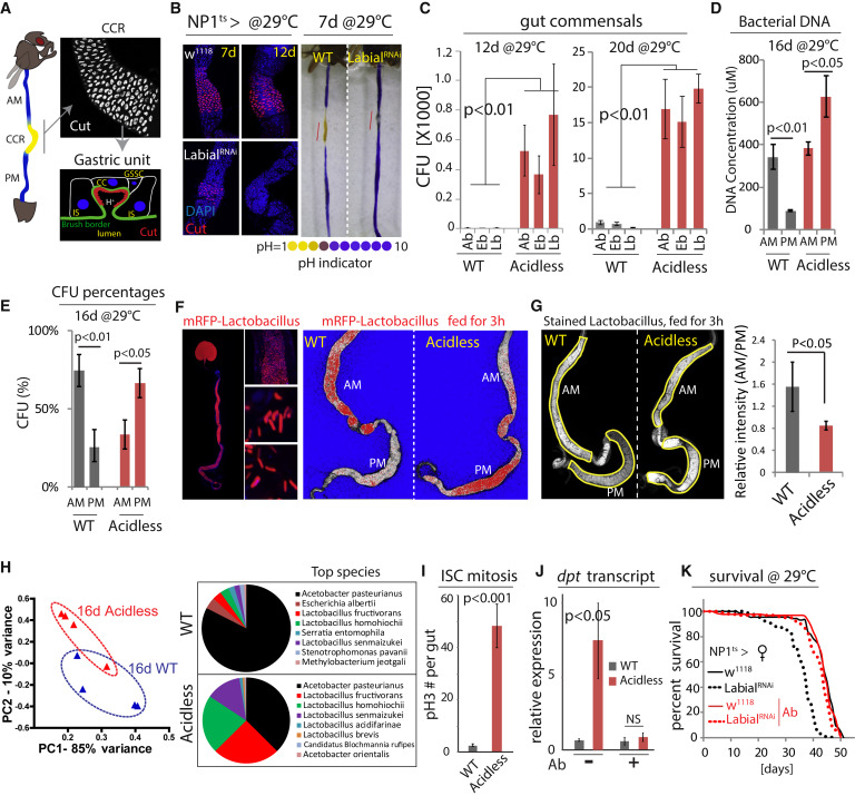 Preventing age-related decline of gut compartmentalization limits microbiota dysbiosis and extends lifespan