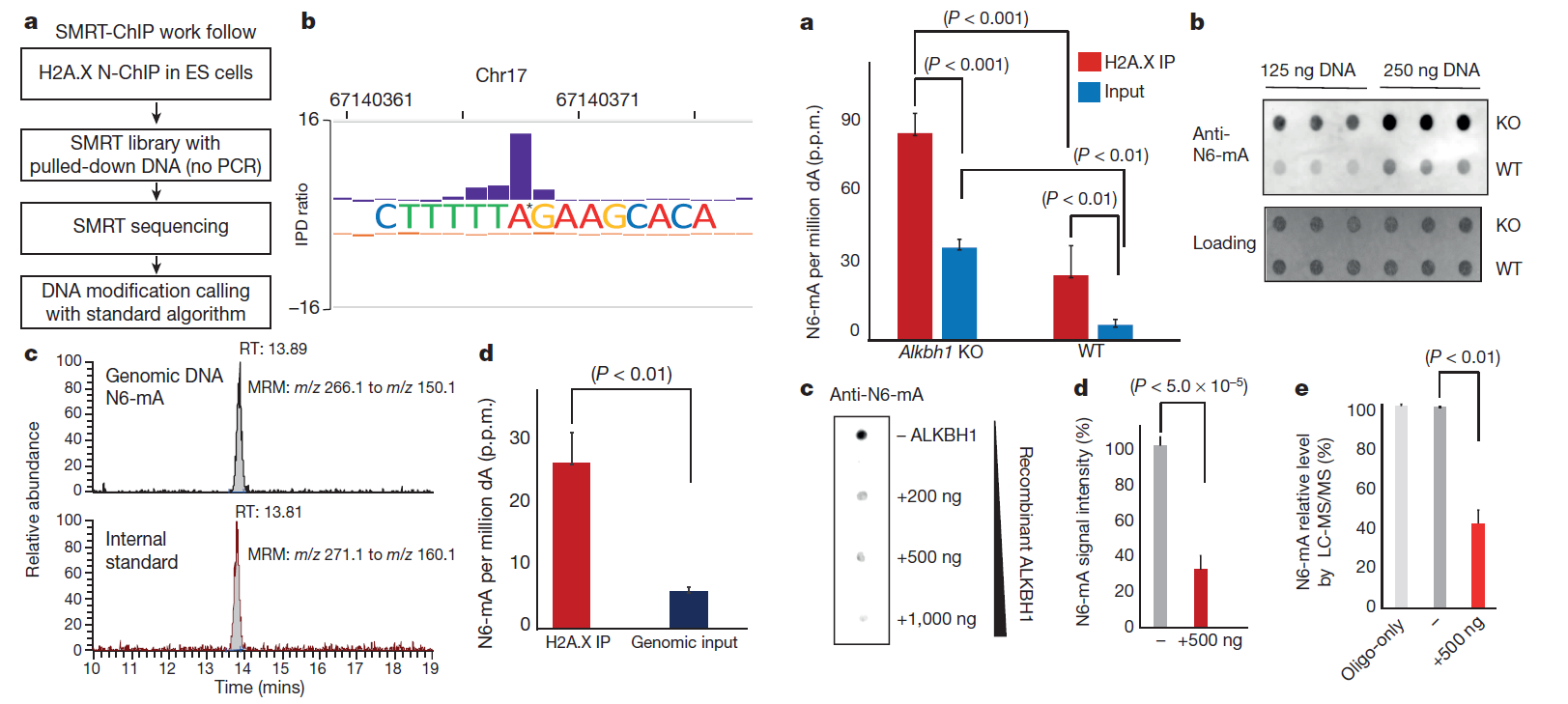 DNA methylation on N6-adenine in mammalian embryonic stem cells