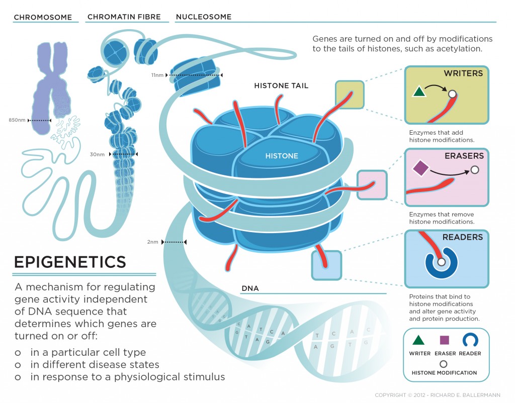 An epigenetic clock controls aging