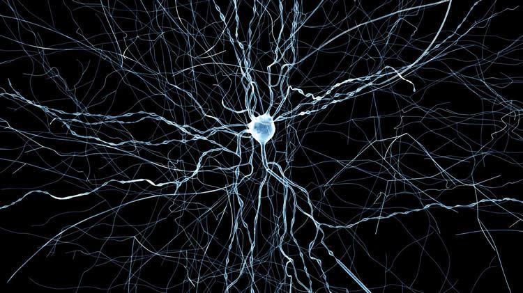 Virtual Neurons Created by Blue Brain and the Allen Institute