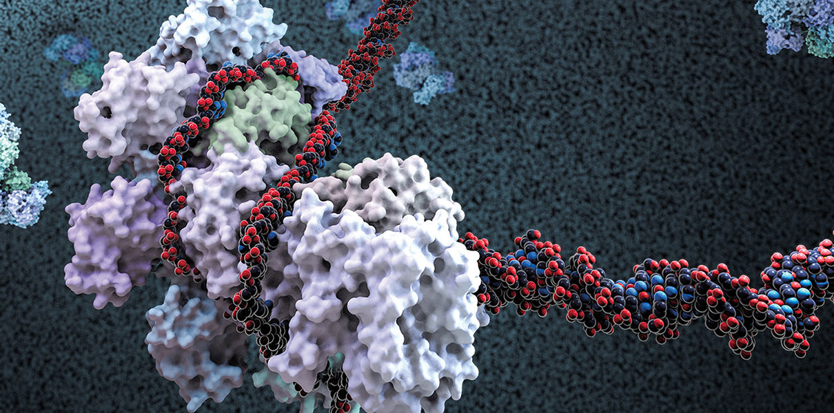 Новая технология CRISPR/Cas13 позволяет менять РНК млекопитающих