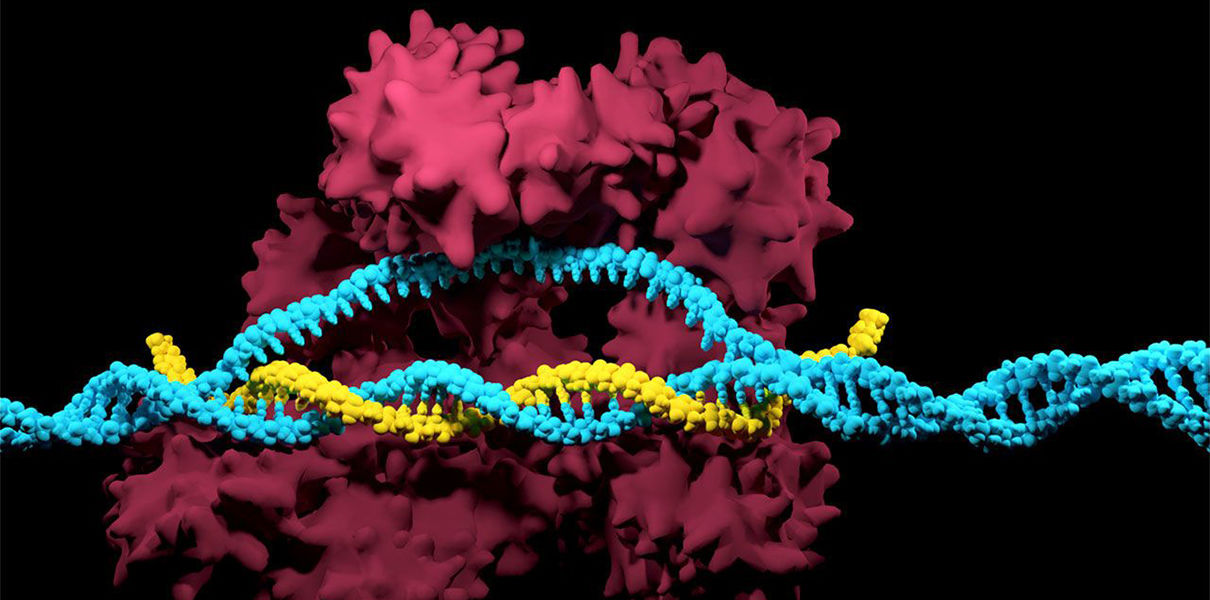 Разработана версия CRISPR, не требующая разрезания ДНК