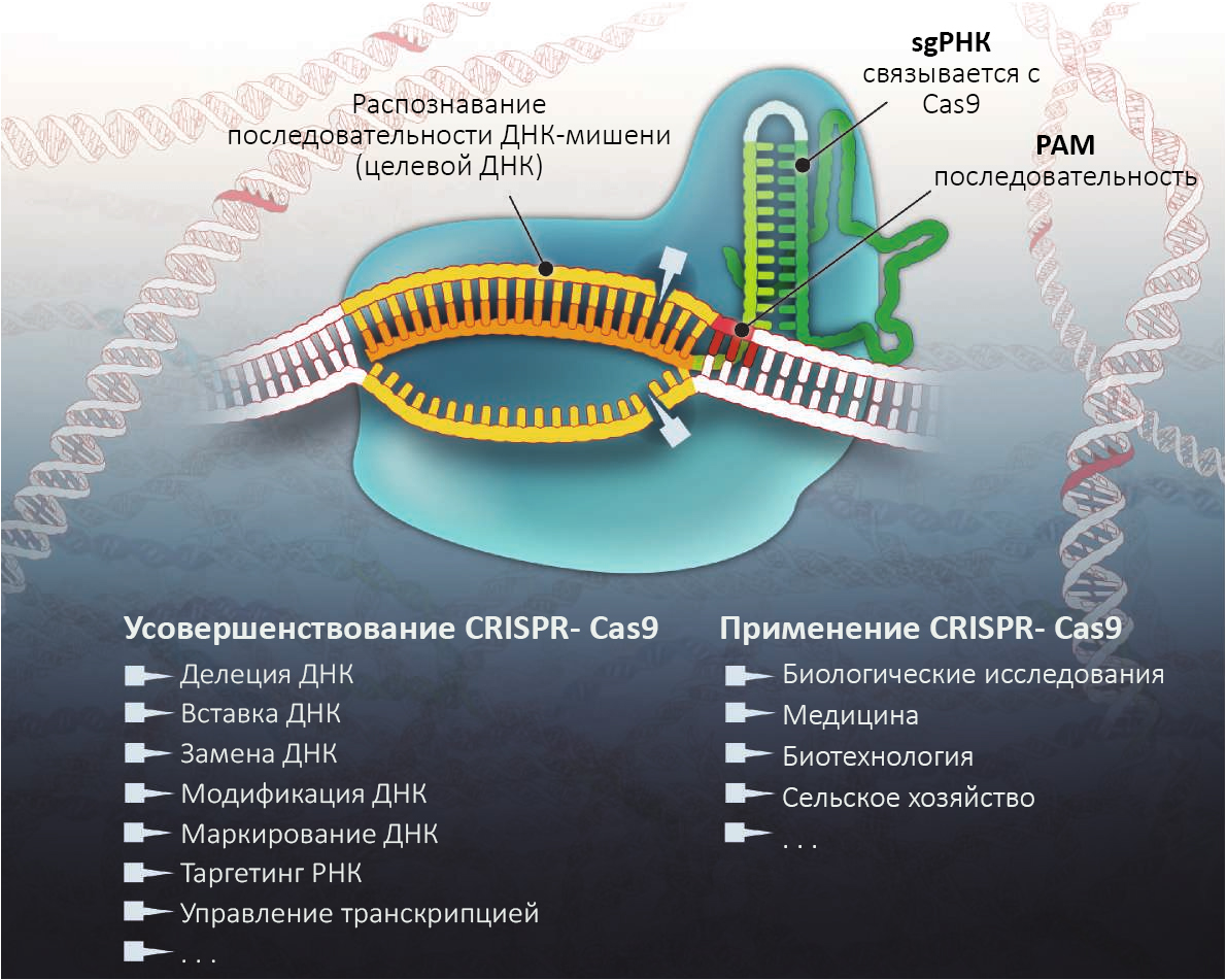 Новый уровень в геномной инженерии с crispr-cas9