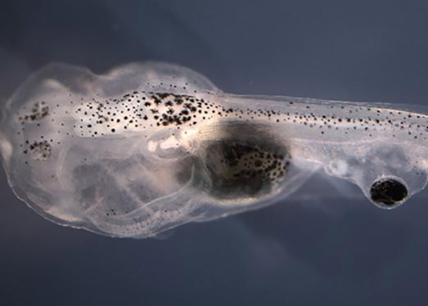 Blind tadpoles learn visually after researchers graft eyes onto tails and treat them with neurotransmitter drugs