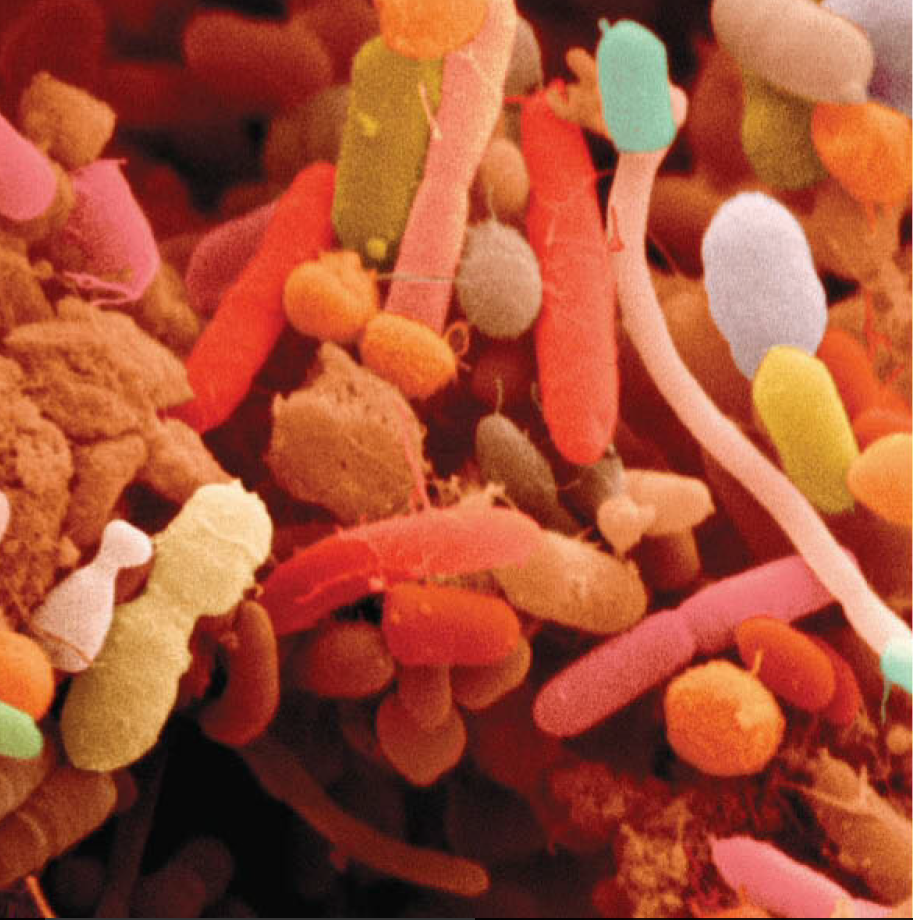 Microbes on the market - Analysis  microbiome drugs 