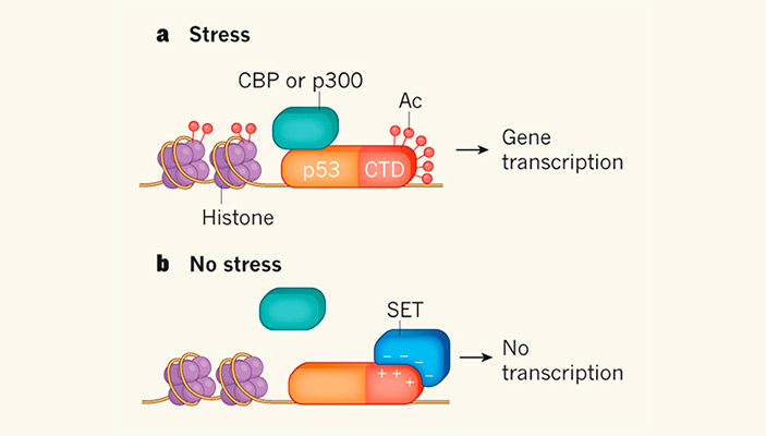 Выяснилось, как именно ацетилирование регулирует активность белка p53