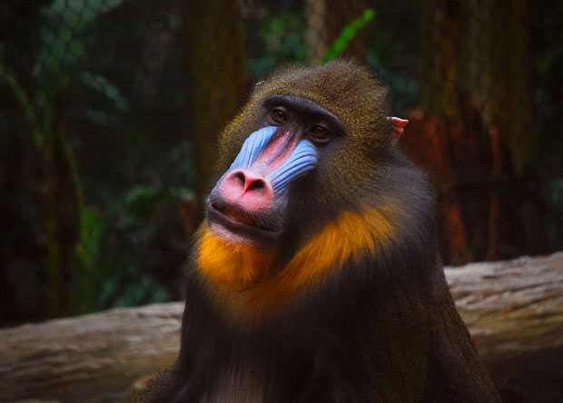 These monkeys avoid sick friends by sniffing their poo