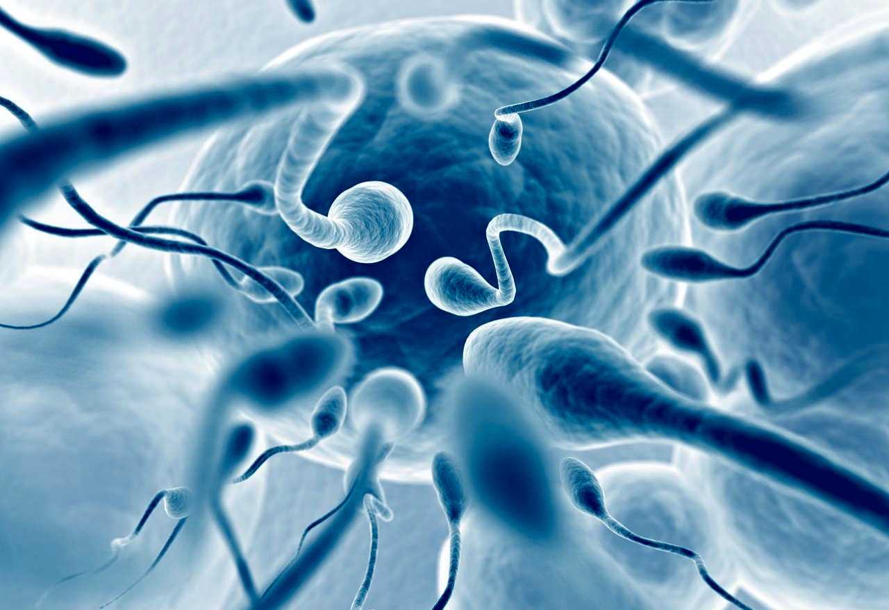 Sperm Loaded with Drugs Could Target Gynecological Cancers