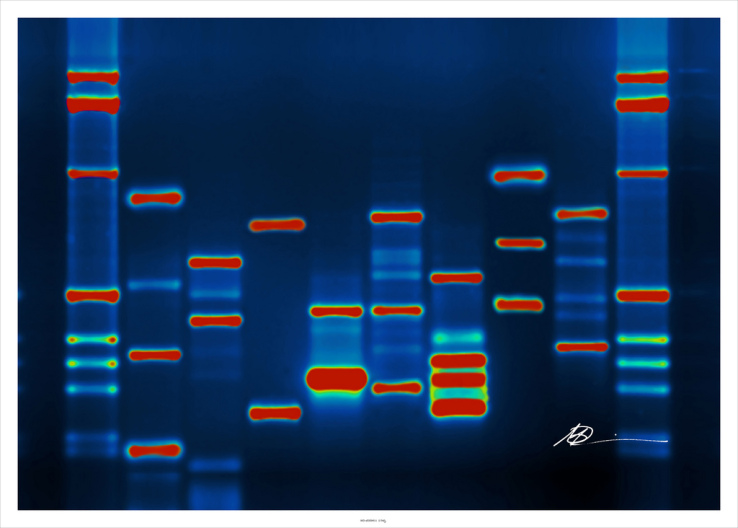 Полногеномная амплификация для single-cell секвенирования при помощи транспозонов