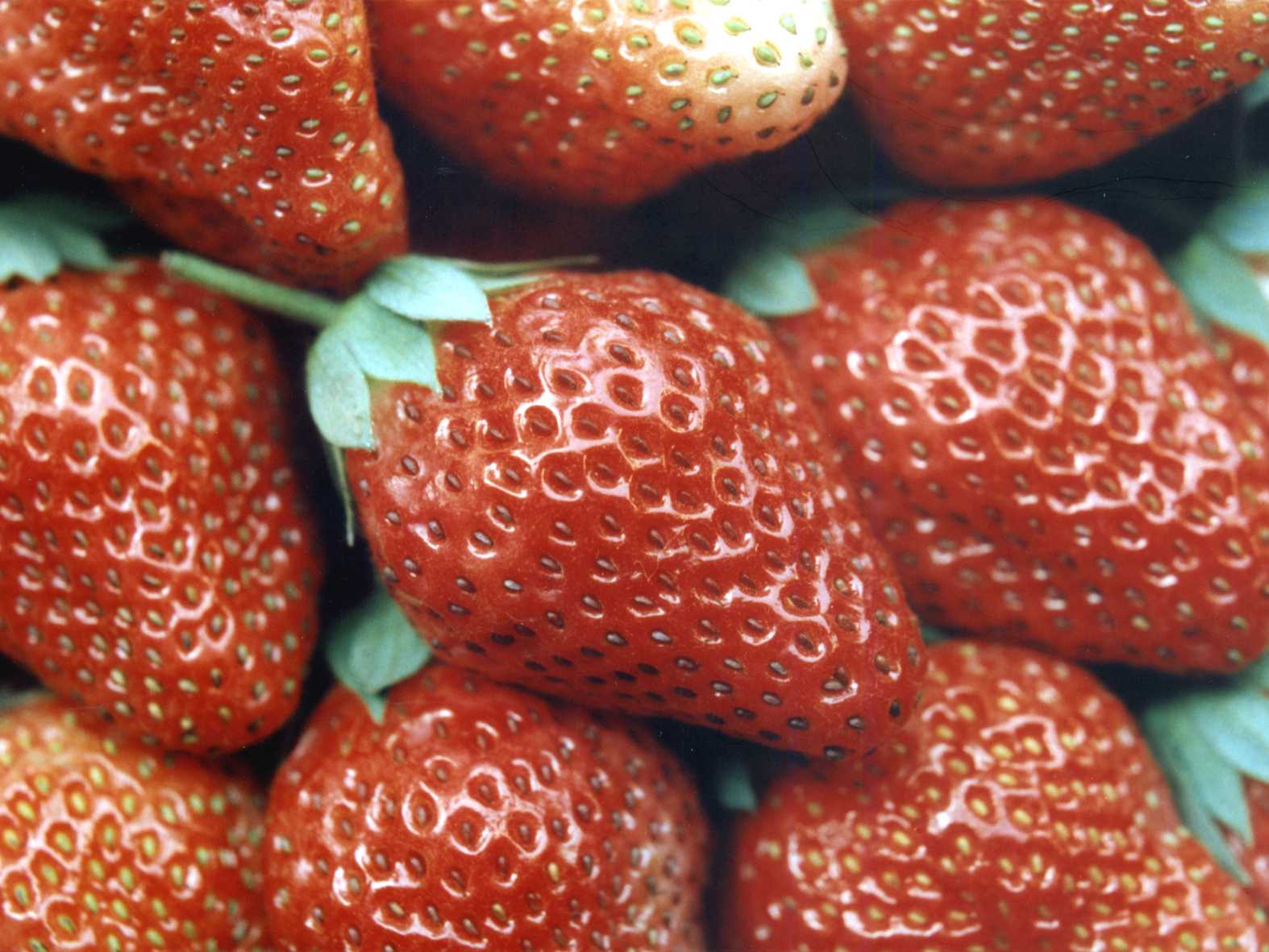 Study on mice demonstrates the action of strawberries against breast cancer