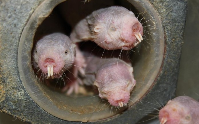 How Naked Mole Rats Can Survive Without Oxygen for 18 Minutes