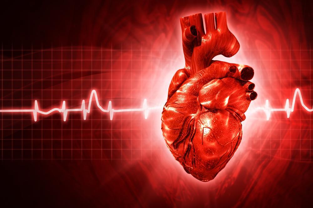 Immune cells unexpectedly help the heart keep its beat