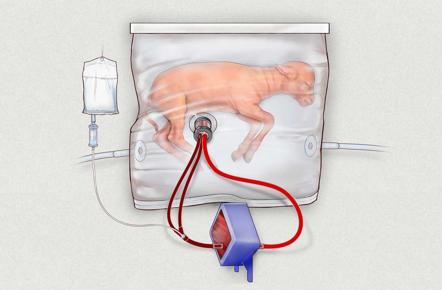 An artificial womb successfully grew baby sheep — and humans could be next