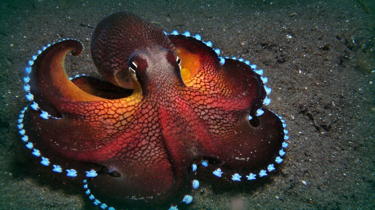 Octopuses can basically edit their own genes on the fly