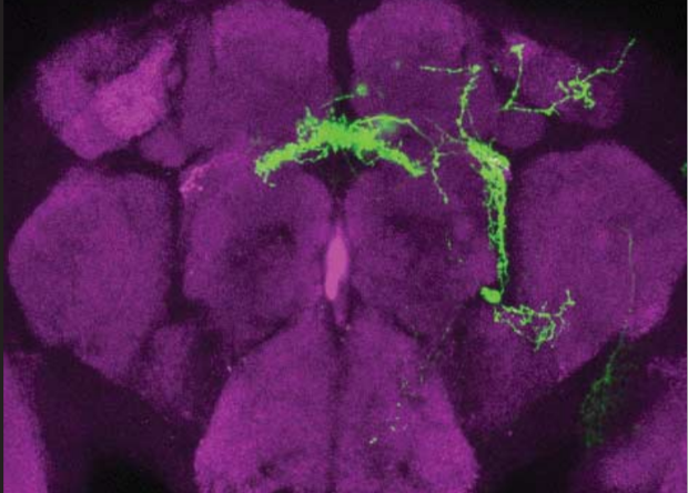 Branch-specific plasticity of a bifunctional dopamine circuit encodes protein hunger