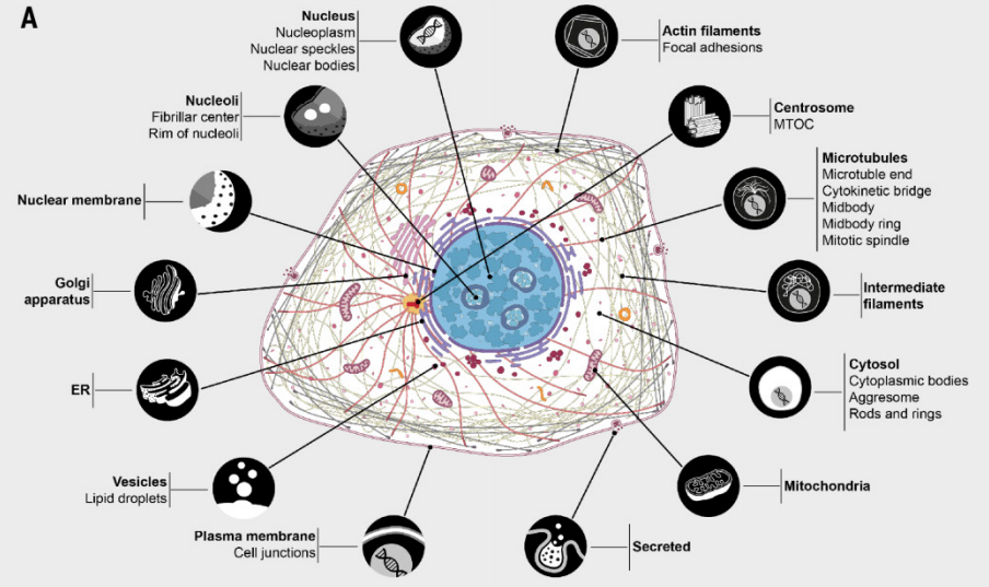 First comprehensive map of subcellular localization of proteins reveals new insights