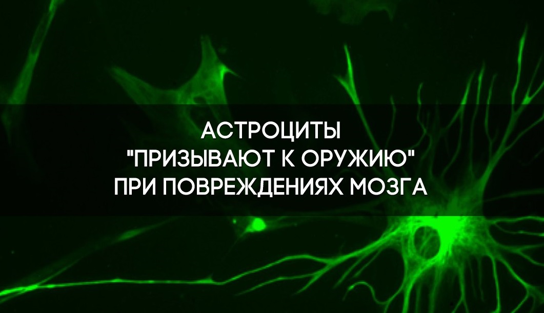 Астроциты "призывают к оружию" при повреждении мозга 