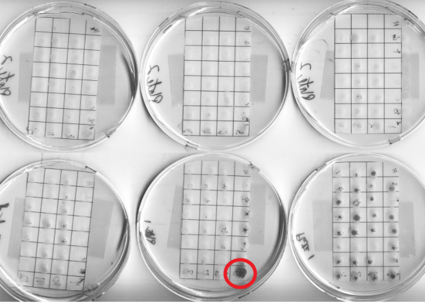 Microbes seen controlling action of host's genes