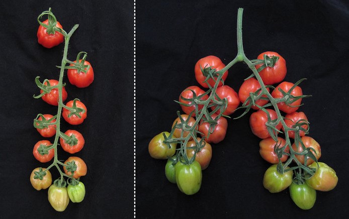 Untangling the genetic legacy of tomato domestication