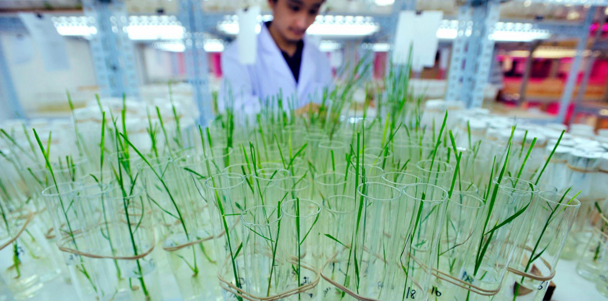 Trial approved for blood protein cultivated in rice