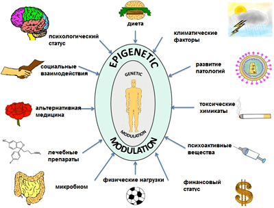 Старение и долголетие: эпигеном раскрывает тайны.