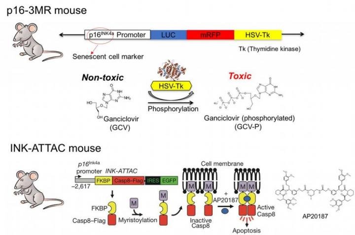 Could removal of aging cells extend human life?