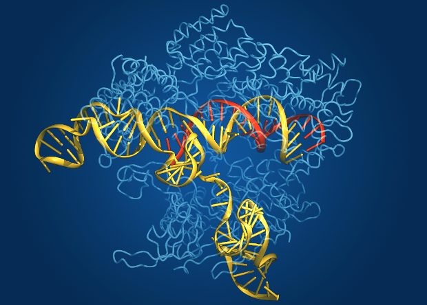 Эксперты раскритиковали статью о побочных эффектах CRISPR/Cas9