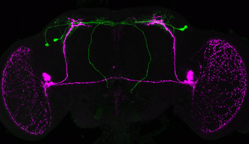 How circadian clocks communicate with each other